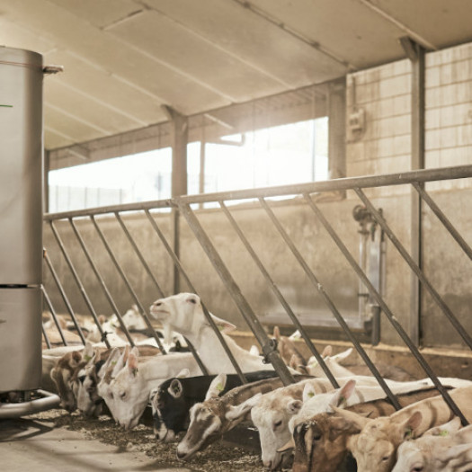 Sieplo geiten 10 20 1080x480